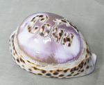 Ракушка Сочи, размер 8,5х4,5 см  (10)