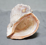 Ракушка морская, размер 8х7,5 см  (45)