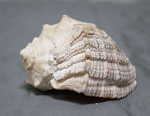Ракушка морская, размер 7х6,5 см  (49)