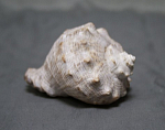Ракушка морская, размер 7х6 см  (47)