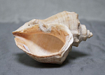 Ракушка морская, размер 9х6,5 см  (44)