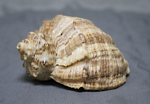Ракушка морская, размер 8,5х7 см  (46)