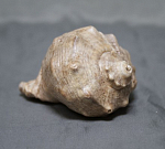 Ракушка морская, размер 7,5х6 см  (48)