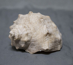 Ракушка морская, размер 8х6,5 см  (51)
